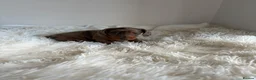 Miniature Dachshund dogs for sale: KC registered minture dashounds  - Advert 1