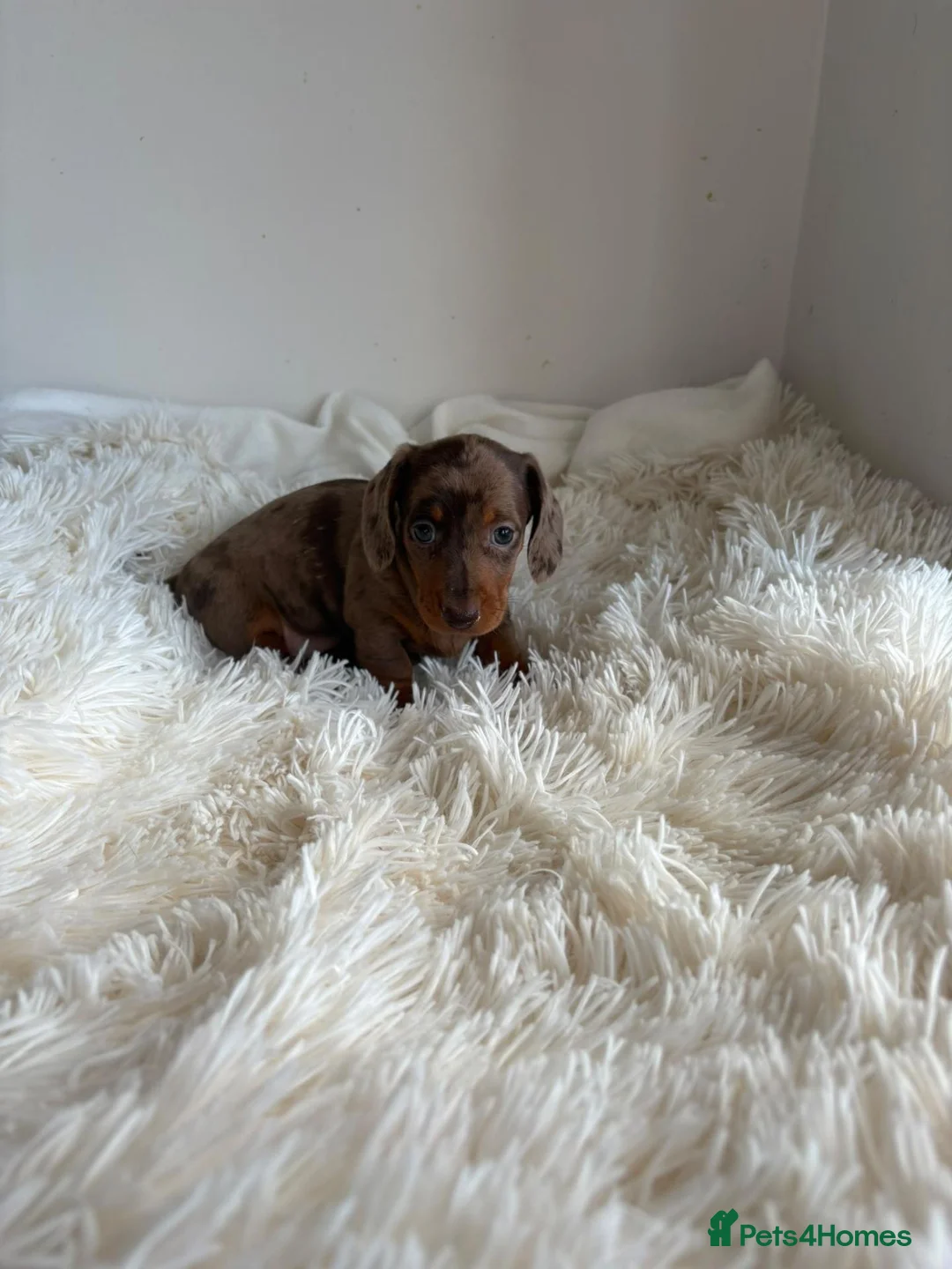 Miniature Dachshund dogs for sale: KC registered minture dashounds  - Advert 1
