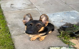 German Shepherd dogs for sale: Nova, German Shepherd Bitch. - Image 2