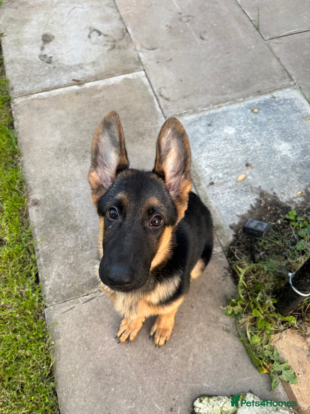 German Shepherd dogs for sale: Nova, German Shepherd Bitch. - Image 2