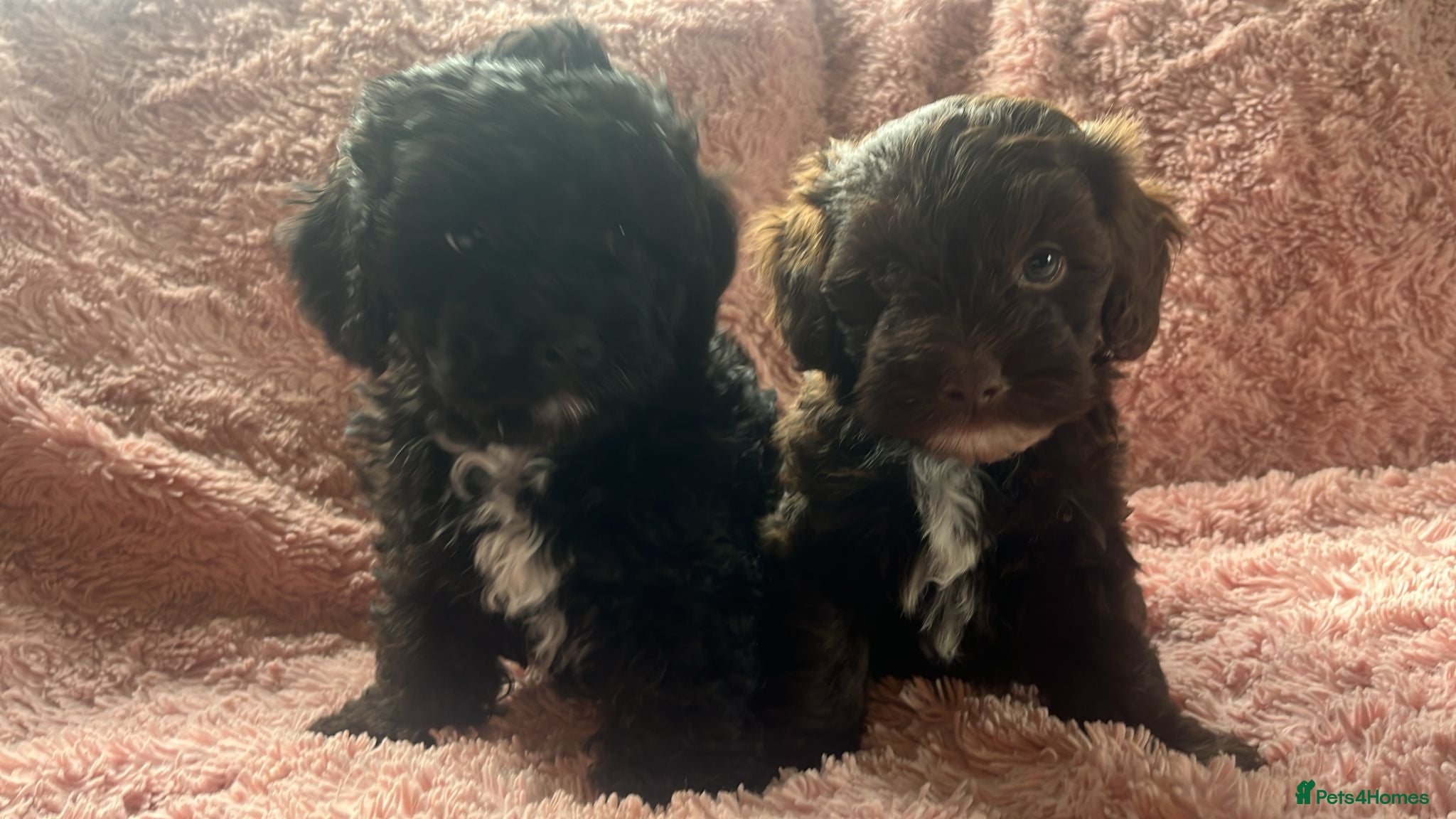 Shihpoo dogs Imperial shihtzu x toy poodle puppies   - Advert 2