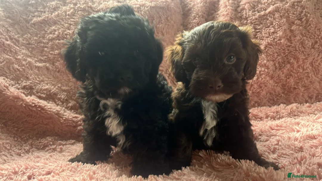Shihpoo dogs for sale: Imperial shihtzu x toy poodle puppies   - Advert 1
