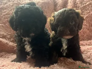 Shihpoo dogs Imperial shihtzu x toy poodle puppies - Advert 1