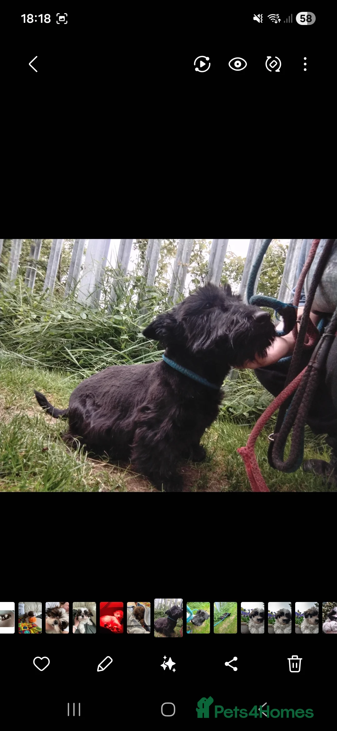 Scottish Terrier dogs for sale: Stunning scottish terrier pups - Advert 9