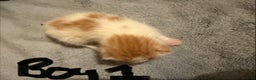Mixed Breed cats for sale: Ginger & white kittens for loving new homes!  - Advert 2