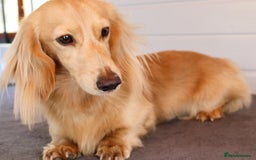 Miniature Dachshund dogs for stud: KC Reg DNA Health Tested CLEAR - CREAM MINI DACH in Littleborough - Image 12