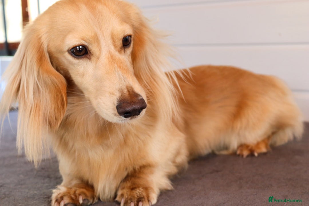Miniature Dachshund dogs for stud: KC Reg DNA Health Tested CLEAR - CREAM MINI DACH in Littleborough - Image 12