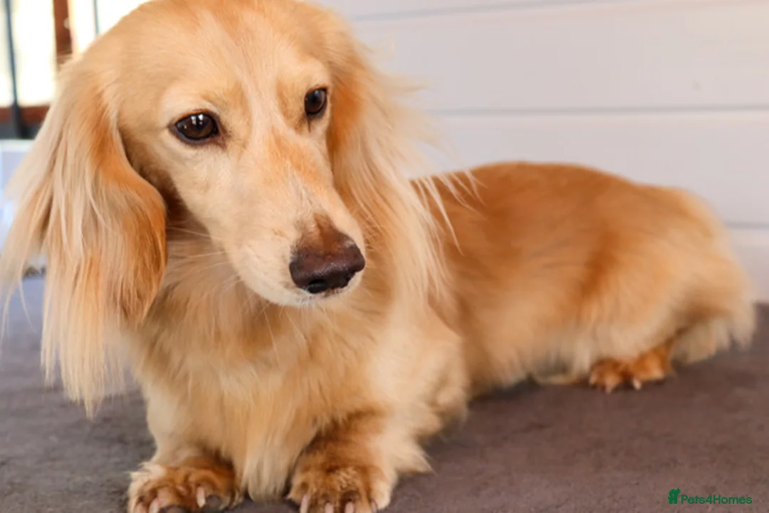 Miniature Dachshund dogs for stud: KC Reg DNA Health Tested CLEAR - CREAM MINI DACH in Littleborough - Advert 12