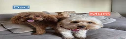 Cavapoochon dogs for sale: Beautiful F1B Toy Cavapoochon Puppies - Advert 19