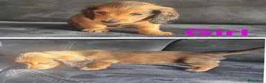 Dachshund 5