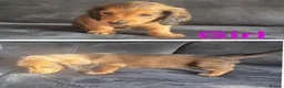 Dachshund dogs for sale: Kc long hair dachshund puppies  - Advert 7