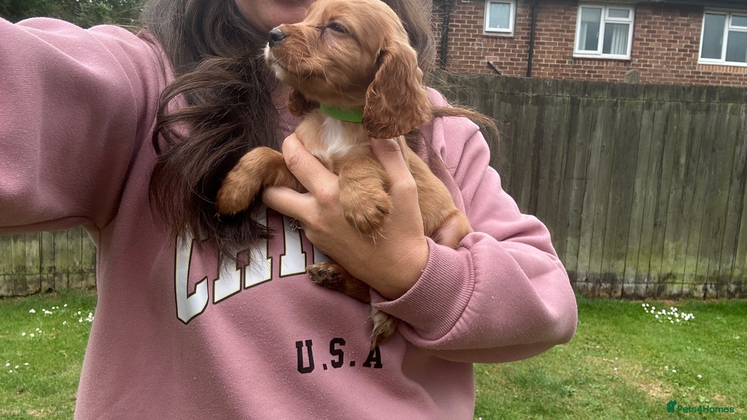 Cocker Spaniel dogs for sale: KC registered Red Cocker Spaniel Pups  - Image 11