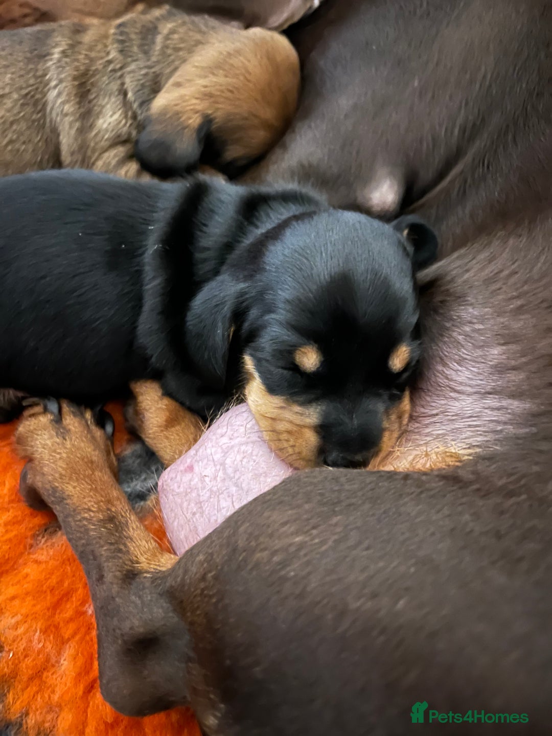 Miniature Dachshund dogs for sale: Four beautiful mini daushunds for sale - Advert 6