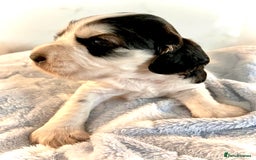 Cocker Spaniel dogs for sale: Fully health tested KC Cocker Spaniel puppies - Image 20