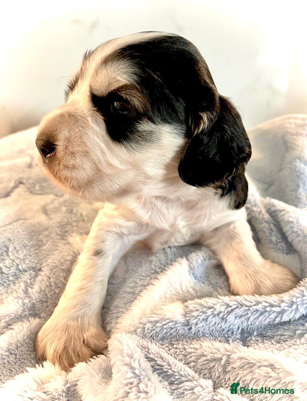 Cocker Spaniel dogs for sale: Fully health tested KC Cocker Spaniel puppies - Image 20