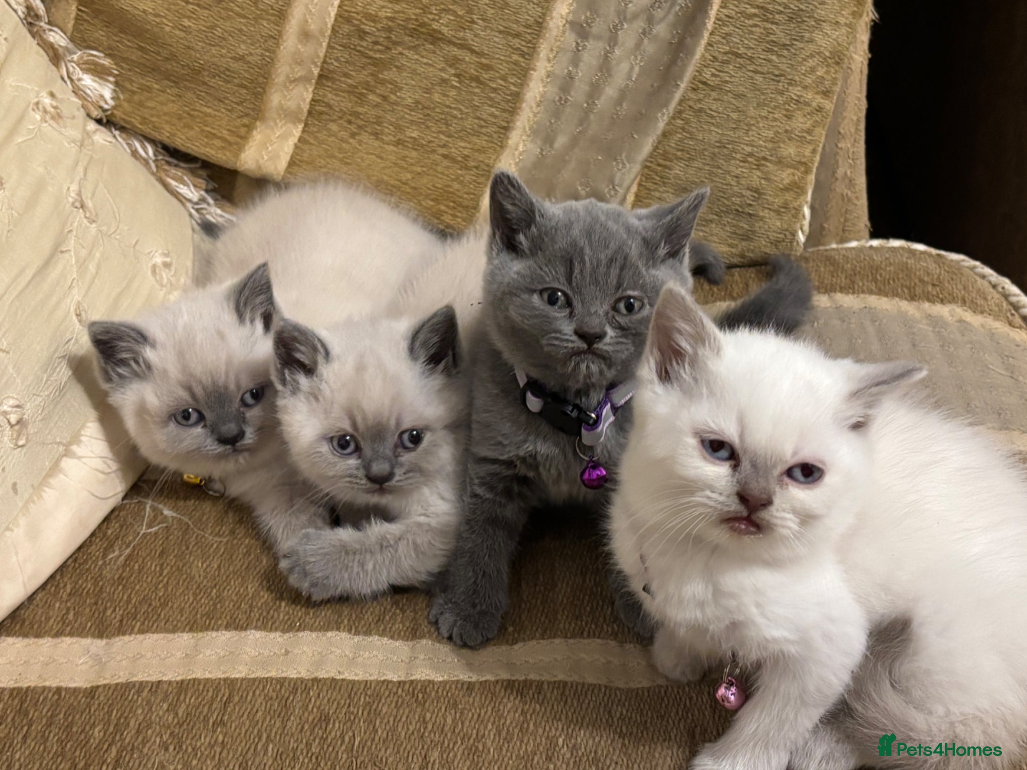 British Shorthair cats 5 beautiful British Blues and Colourpoints - Advert 2