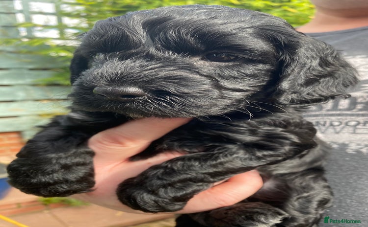 Cockapoo dogs - Advert 16