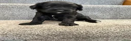 Cavapoo dogs for sale: Cavapoo puppies f1  - Advert 28