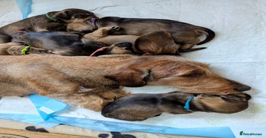 Dachshund dogs - Advert 2