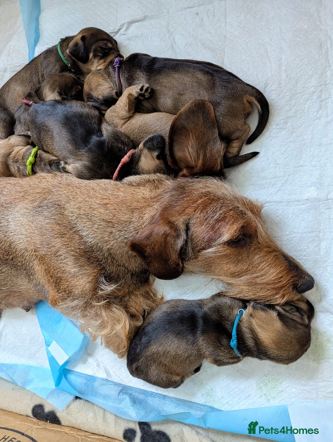 Dachshund dogs for sale: Standard Wirehaired Dachshund Puppies - Image 3