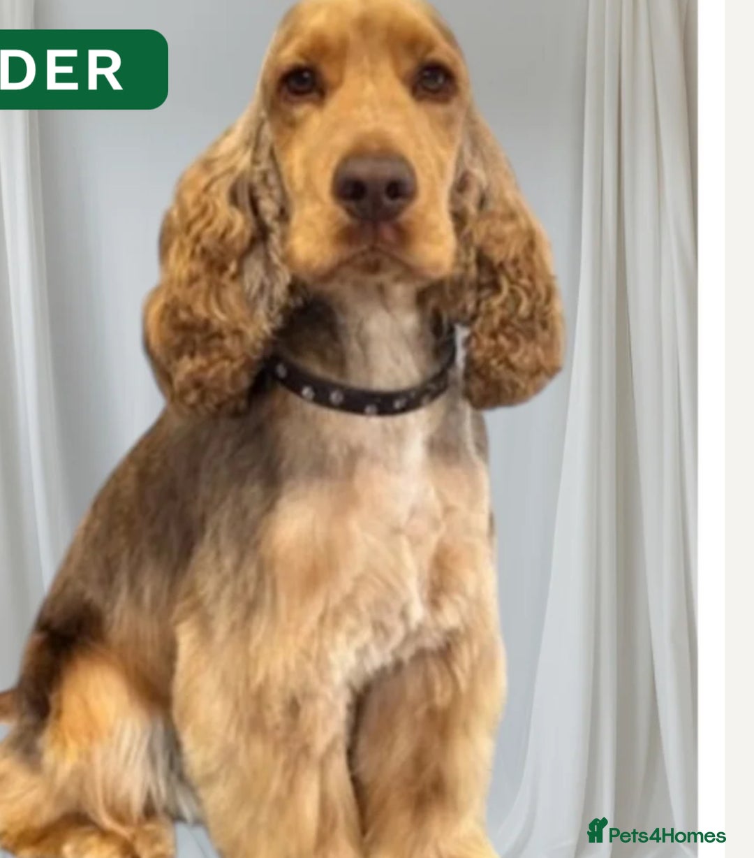 Cockapoo dogs for sale: F1 Cockapoo , Array of colours  - Image 13