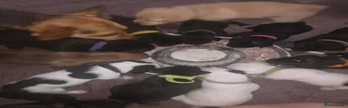 Spot