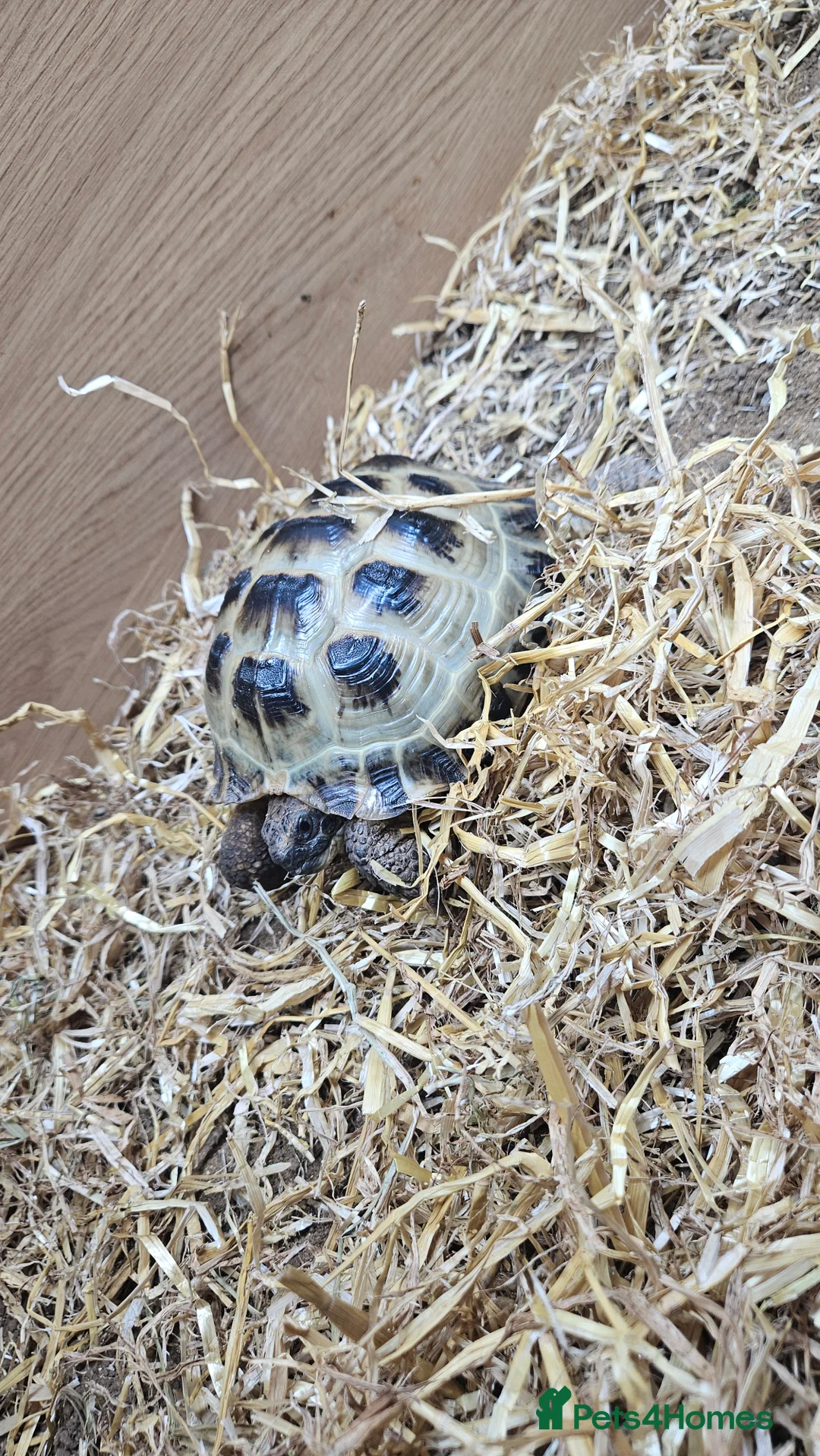 Tortoise reptiles for sale: Beautiful male tortoise  in Salisbury - Advert 2