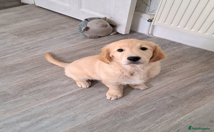 Golden Retriever dogs - Advert 2