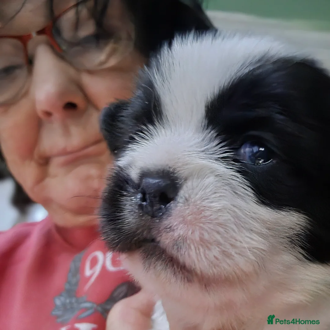 Malshi dogs for sale: 2 female malshi pups  - Advert 2