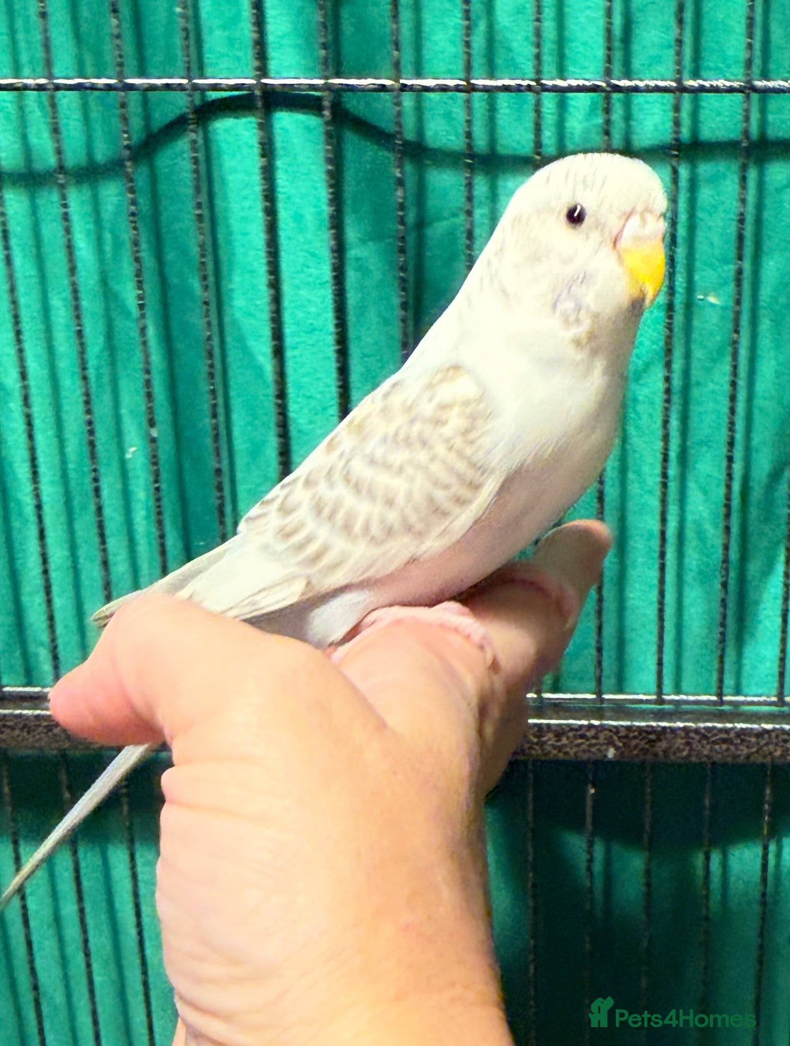 Budgerigars birds Budgies available male&females runcorn area   - Advert 2