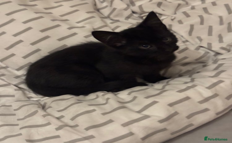 European cats Kitten ready to leave - Advert 1