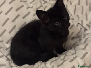 European cats Kitten ready to leave - Advert 11