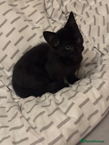 European cats Kitten ready to leave - Advert 4