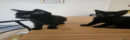 Mixed Breed cats for sale: 3 Playful Black Brother Kittens Looking for Homes - Advert 30