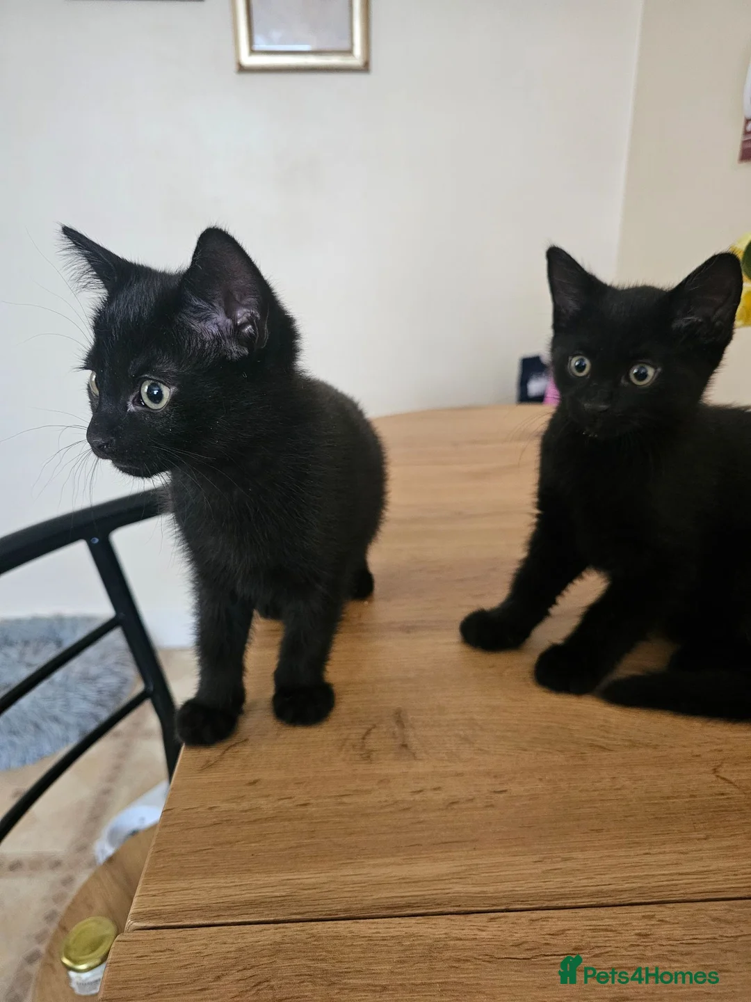 Mixed Breed cats for sale: 3 Playful Black Brother Kittens Looking for Homes - Advert 30
