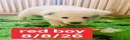 White Swiss Shepherd dogs for sale: Stunning KC reg long-coated White Swiss Shepherd - Advert 12