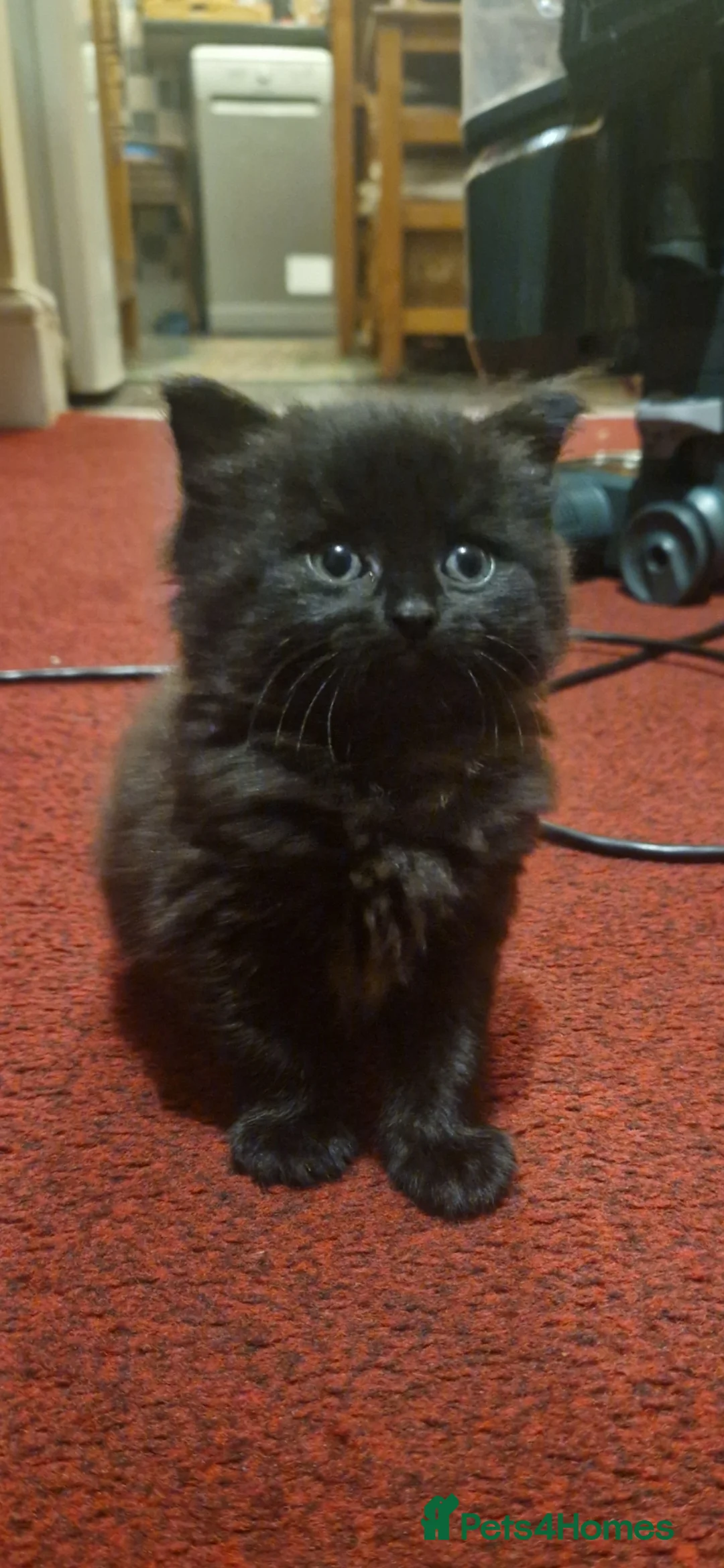 Mixed Breed cats for sale: Beautiful kittens for sale  - Advert 2