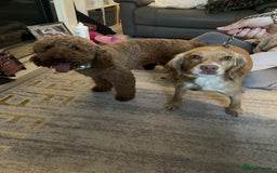 Miniature Poodle dogs for stud: Dark Red Miniature Poodle Stud Package Available in Southampton - Image 8