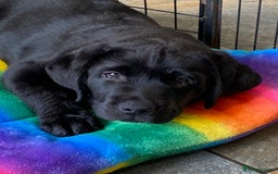 Labrador Retriever dogs for sale: Chunky black bitch health tested show parents - Image 1
