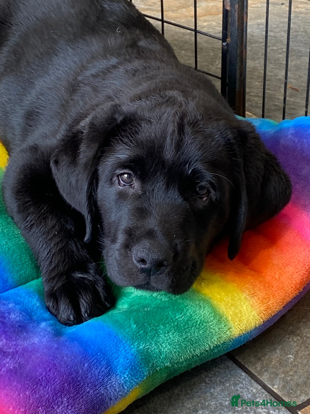 Labrador Retriever dogs for sale: Chunky black bitch health tested show parents - Image 1