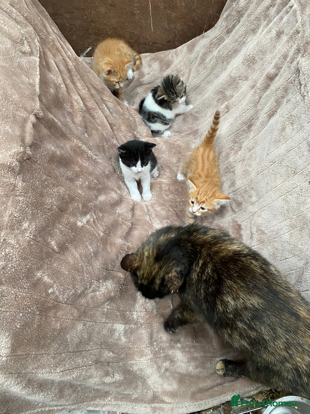 Mixed Breed cats for sale: Adorable Kittens  - Image 13