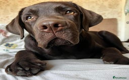 Labrador Retriever dogs for sale: Stunning Labrador Puppies K.C. Reg - Image 11