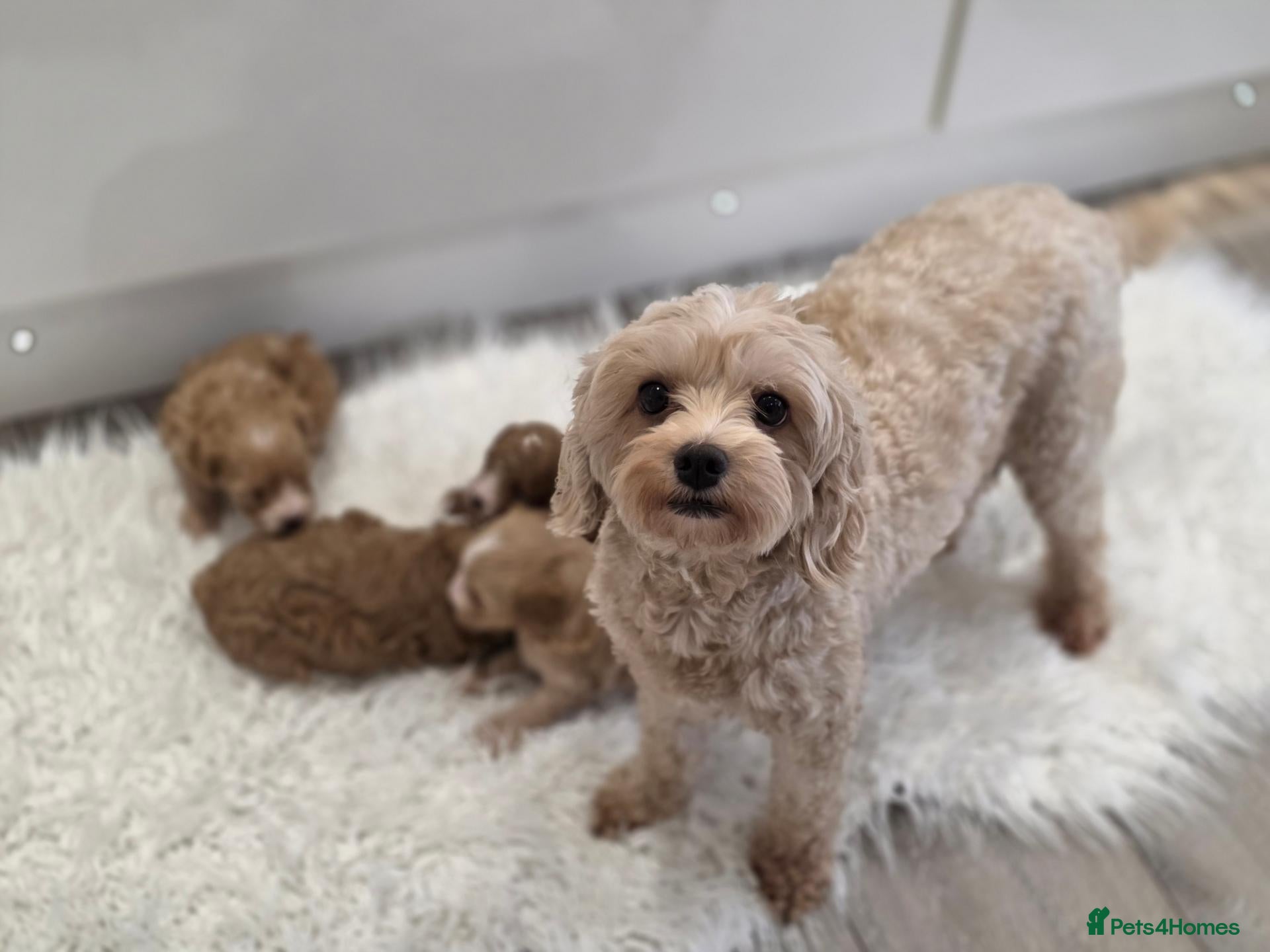 Cavapoo dogs Beautiful f1b cavapoo babies - Advert 2