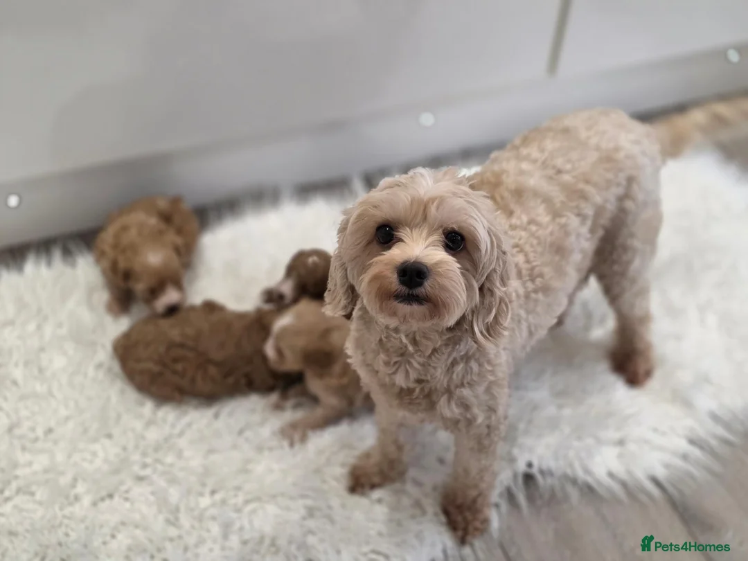 Cavapoo dogs for sale: Beautiful f1b cavapoo babies - Advert 2