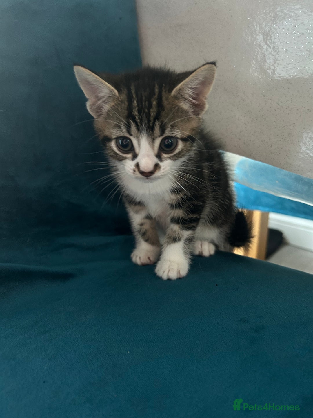 Domestic Shorthair cats for sale: Kittens looking for their forever home  - Image 13