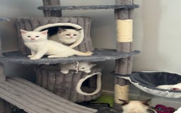 Ragdoll cats for sale: GCCF registered Ragdoll-Red Tabby Boy - Image 6