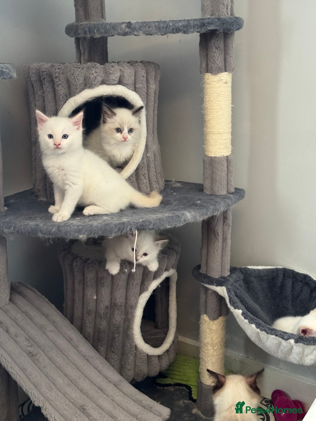Ragdoll cats for sale: GCCF registered Ragdoll-Red Tabby Boy - Image 6
