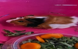 Guinea Pig rodents for sale: 2 female guinea pigs - Image 3