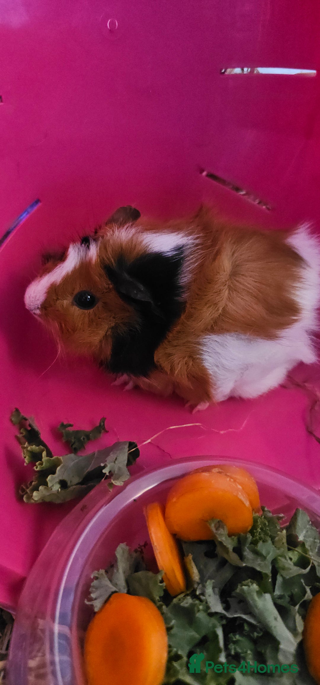Guinea Pig rodents for sale: 2 female guinea pigs - Image 3