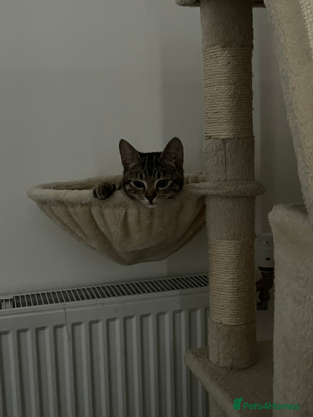 British Shorthair cats for sale: Bonded Sister Kittens for Rehoming - Advert 21